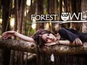 Brand Forest Owl