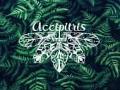 Brand Accipitris