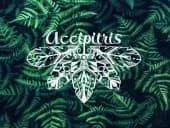 Brand Accipitris