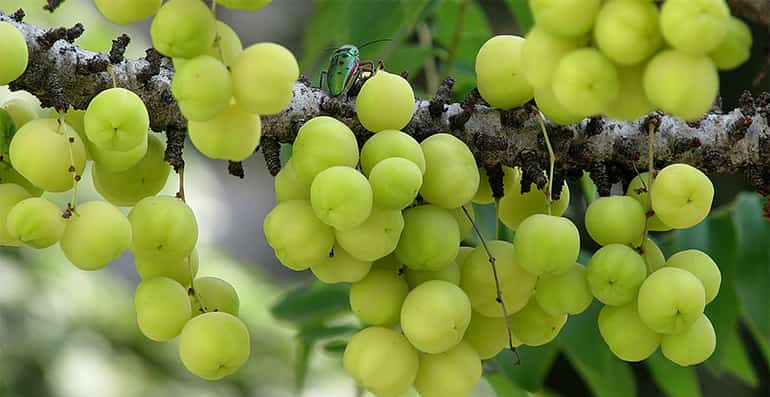 Амла крыжовник