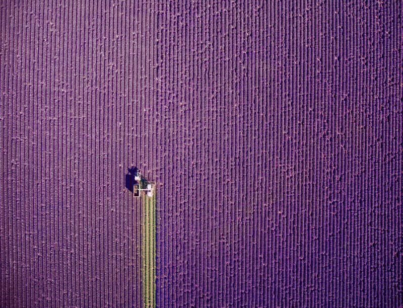 Фото дронов — лавандовое поле