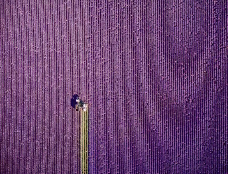 Фото дронов — лавандовое поле