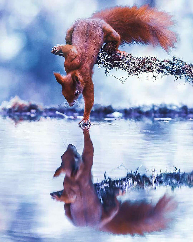 Йога с животными и асаны
